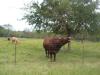 <img100*0:stuff/z/73640/cow%2520reference/i1263257553_1.jpg>