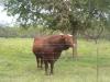 <img100*0:stuff/z/73640/cow%2520reference/i1263257553_2.jpg>