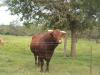 <img100*0:stuff/z/73640/cow%2520reference/i1263257553_3.jpg>