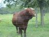 <img100*0:stuff/z/73640/cow%2520reference/i1263257553_4.jpg>