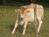 <img100*0:stuff/z/73640/cow%2520reference/i1263261044_1.jpg>