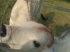 <img100*0:stuff/z/73640/cow%2520reference/i1263261045_10.jpg>