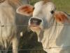 <img100*0:stuff/z/73640/cow%2520reference/i1263261045_11.jpg>