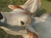 <img100*0:stuff/z/73640/cow%2520reference/i1263261045_12.jpg>