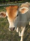 <imgl100*0:stuff/z/73640/cow%2520reference/i1263261045_13.jpg>