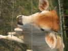 Cow Reference