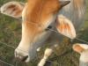 <img100*0:stuff/z/73640/cow%2520reference/i1263261045_14.jpg>