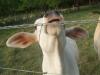 <img100*0:stuff/z/73640/cow%2520reference/i1263261045_15.jpg>