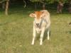 <img100*0:stuff/z/73640/cow%2520reference/i1263261045_2.jpg>