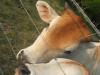 <img100*0:stuff/z/73640/cow%2520reference/i1263261045_3.jpg>