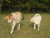<img100*0:stuff/z/73640/cow%2520reference/i1263261045_4.jpg>