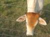 <img100*0:stuff/z/73640/cow%2520reference/i1263261045_5.jpg>