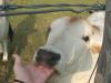 <img100*0:stuff/z/73640/cow%2520reference/i1263261045_6.jpg>