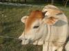 <img100*0:stuff/z/73640/cow%2520reference/i1263261045_7.jpg>