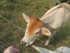 <img100*0:stuff/z/73640/cow%2520reference/i1263261045_8.jpg>