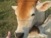 <img100*0:stuff/z/73640/cow%2520reference/i1263261045_9.jpg>