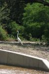 <img100*0:stuff/z/73640/crane.1/i1277869872_1.jpg>