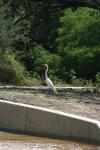 <img100*0:stuff/z/73640/crane.1/i1277869873_2.jpg>