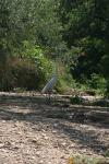 <img100*0:stuff/z/73640/crane.1/i1277869873_3.jpg>