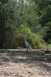 <img100*0:stuff/z/73640/crane.1/i1277869874_4.jpg>