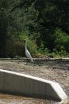<img100*0:stuff/z/73640/crane.1/i1277869875_5.jpg>