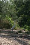 <img100*0:stuff/z/73640/crane.1/i1277869875_6.jpg>