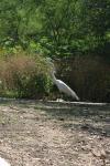 <img100*0:stuff/z/73640/crane.1/i1277869876_7.jpg>