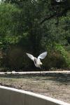 <img100*0:stuff/z/73640/crane.1/i1277869877_8.jpg>