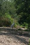 <img100*0:stuff/z/73640/crane.1/i1277869877_9.jpg>