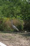 <img100*0:stuff/z/73640/crane.1/i1277869878_10.jpg>