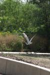 <img100*0:stuff/z/73640/crane.1/i1277869879_11.jpg>