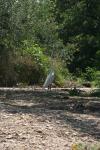 <img100*0:stuff/z/73640/crane.1/i1277869880_12.jpg>