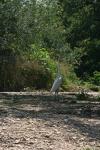 <img100*0:stuff/z/73640/crane.1/i1277869881_14.jpg>