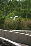 <img100*0:stuff/z/73640/crane.1/i1277869882_15.jpg>