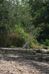 <img100*0:stuff/z/73640/crane.1/i1277869885_19.jpg>