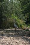 <img100*0:stuff/z/73640/crane.1/i1277869885_20.jpg>