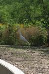 <img100*0:stuff/z/73640/crane.1/i1277871158_1.jpg>