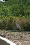 <img100*0:stuff/z/73640/crane.1/i1277871159_2.jpg>