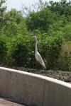<img100*0:stuff/z/73640/crane.1/i1277871159_3.jpg>