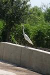 <img100*0:stuff/z/73640/crane.1/i1277871160_4.jpg>