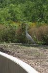 <img100*0:stuff/z/73640/crane.1/i1277871161_5.jpg>