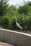 <img100*0:stuff/z/73640/crane.1/i1277871162_6.jpg>