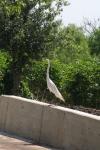 <img100*0:stuff/z/73640/crane.1/i1277871162_7.jpg>
