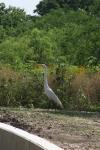 <img100*0:stuff/z/73640/crane.1/i1277871163_8.jpg>
