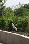 <img100*0:stuff/z/73640/crane.1/i1277871164_9.jpg>