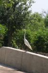 <img100*0:stuff/z/73640/crane.1/i1277871165_10.jpg>