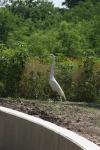 <img100*0:stuff/z/73640/crane.1/i1277871166_11.jpg>