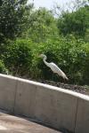 <img100*0:stuff/z/73640/crane.1/i1277871166_12.jpg>