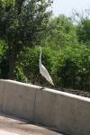 <img100*0:stuff/z/73640/crane.1/i1277871167_13.jpg>