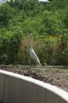 <img100*0:stuff/z/73640/crane.1/i1277871168_14.jpg>